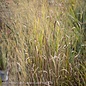 #3 Grass Panicum virg Northwind/Switch Native (TN)