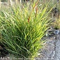 #1 Grass Panicum virg Shenandoah/Switch Native (TN)
