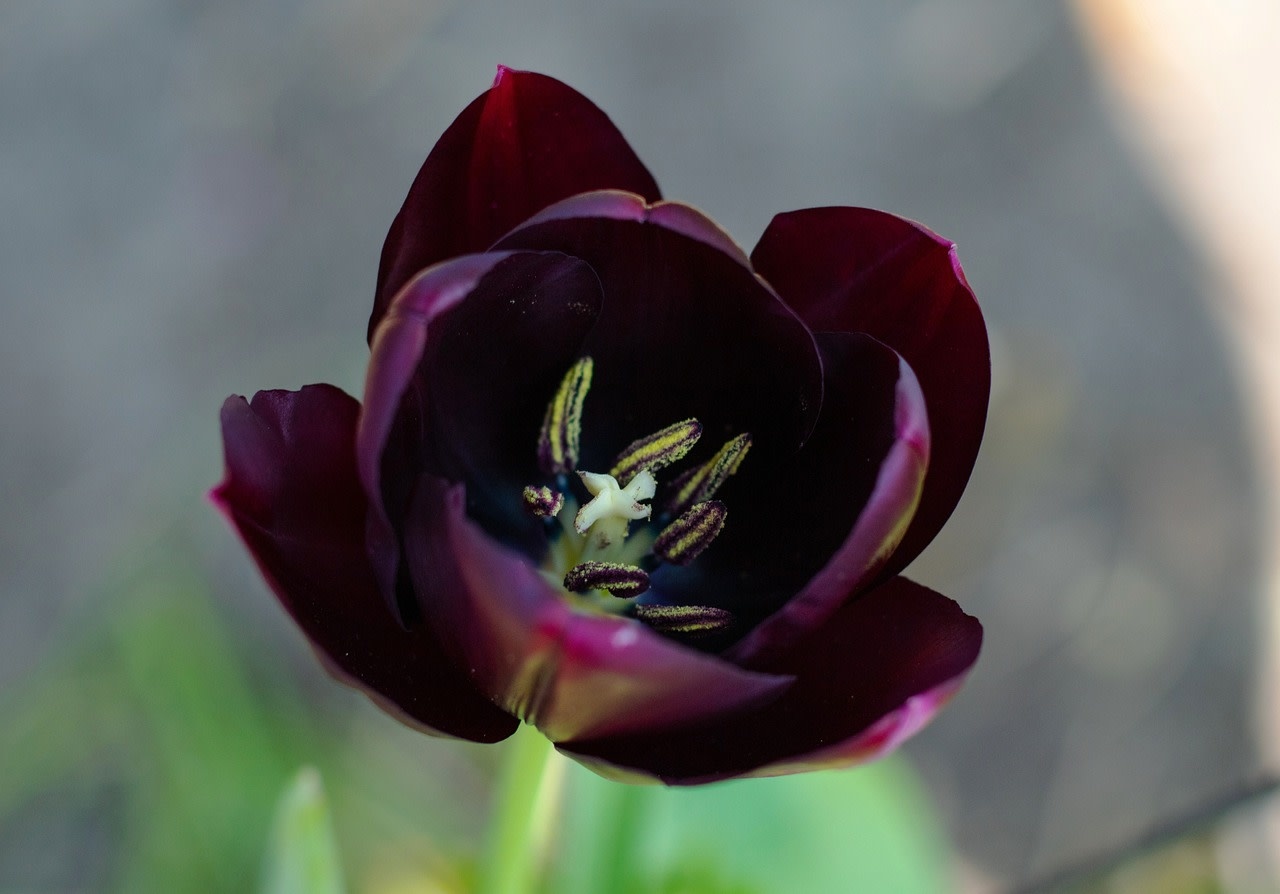 Bulb Tulip Queen of Night /black Single 10/pk