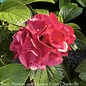 #2 Hydrangea mac Seaside Serenade 'Cape Hatteras'/ Bigleaf/ Ruby Red Mophead Rebloom