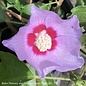 #3 Hibiscus syr Blue Angel/Rose of Sharon/Althea