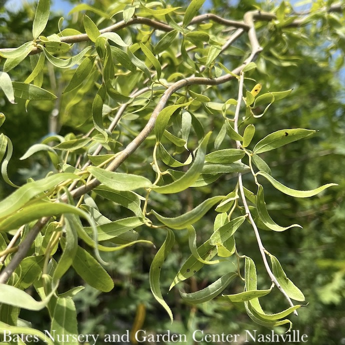 #10 Salix matsudana Tortuosa/Corkscrew Willow
