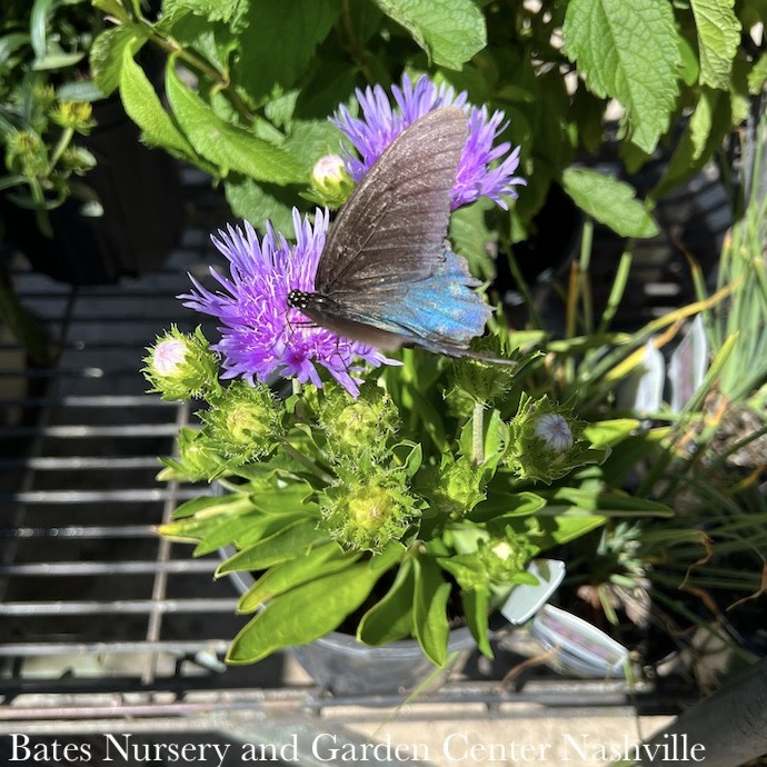 #1 Stokesia laevis Mels Blue/Stokes' Aster Native (R)
