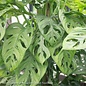 5p! Philodendron Swiss Cheese  /Monstera adonsonii /Split Leaf /Tropical