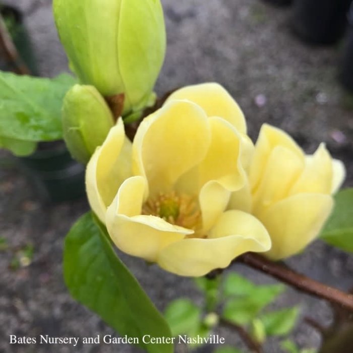 #5 SINGLE Magnolia acum Yellow Bird/ Deciduous