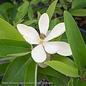#15 Magnolia virg Australis/Semi-Evergreen Multi Stem Sweetbay