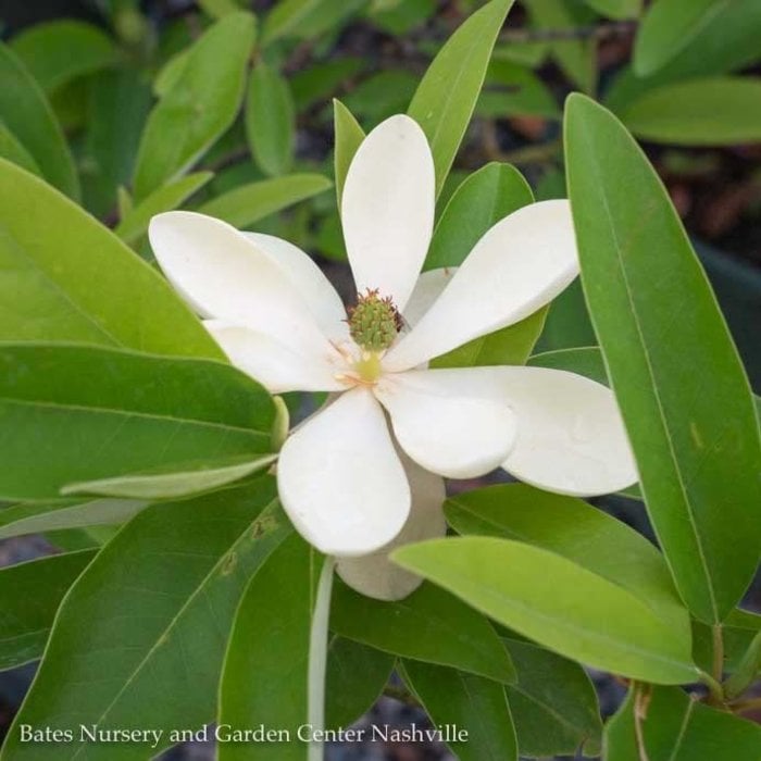 #7 Magnolia virg var australis/ Semi-Evergreen Sweetbay Native (TN)