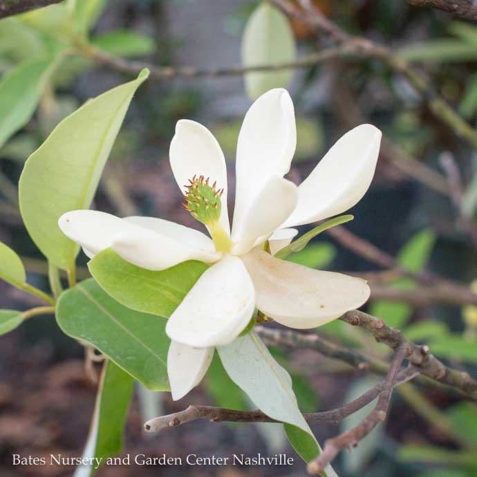 #7 Magnolia virg var australis/ Semi-Evergreen Sweetbay Native (TN)