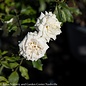 Topiary #3s PATIO TREE Rosa /White Drift Shrub Rose - No Warranty SALE $30.00