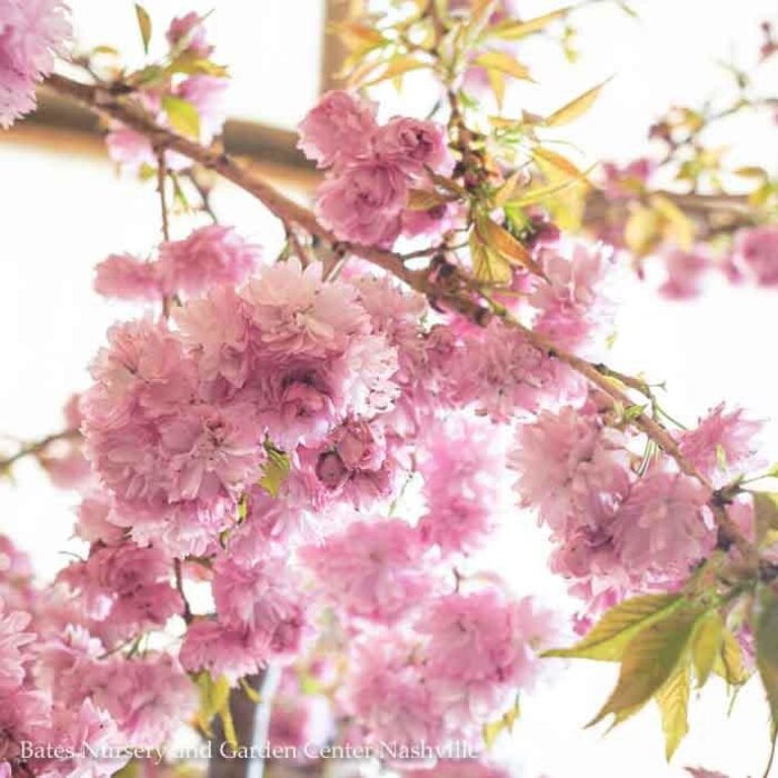 #15 Prunus x Extraordinaire/ Pink Weeping Flowering Cherry