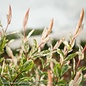 Topiary #7 PT Salix integra Flamingo/ Variegated Dappled Willow Patio Tree