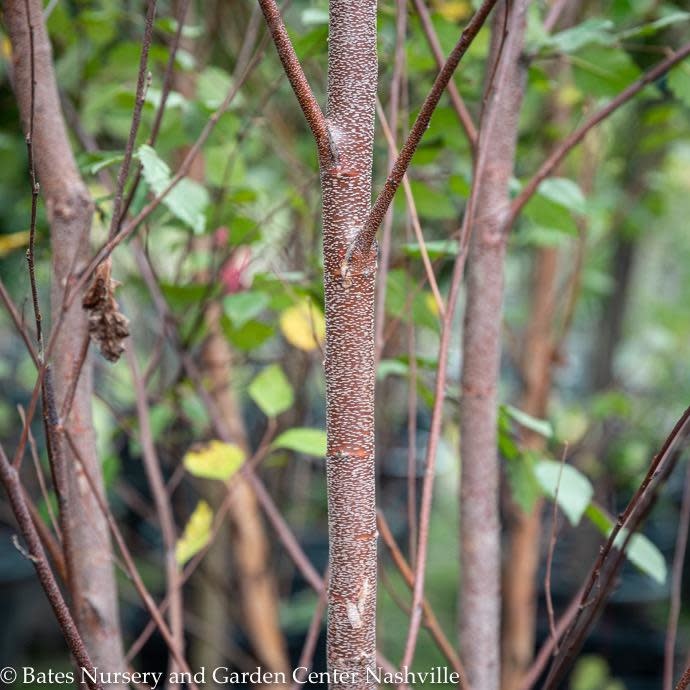 #10 Betula nigra Heritage/River Birch Clump