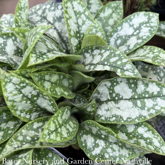 #1 Pulmonaria Spot On/ Lungwort