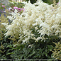 #1 Astilbe japonica PW Deutschland/White