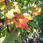 #7 Acer rubrum Brandywine/Red Maple Native (TN)