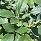 #5 Ilex vert Red Sprite/Winterberry Holly Deciduous Female Native (TN)