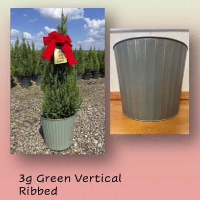 Holiday #3 Thuja occ Smaragd 'Emerald Green'/Columnar Arborvitae Green Ribbed Pot