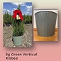 Holiday #3 Juniperus chin Blue Point/Chinese Juniper Upright Green Ribbed Pot