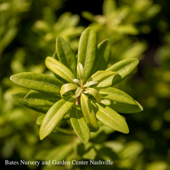 #7 Illicium parviflorum/ Yellow Anise Native (TN)