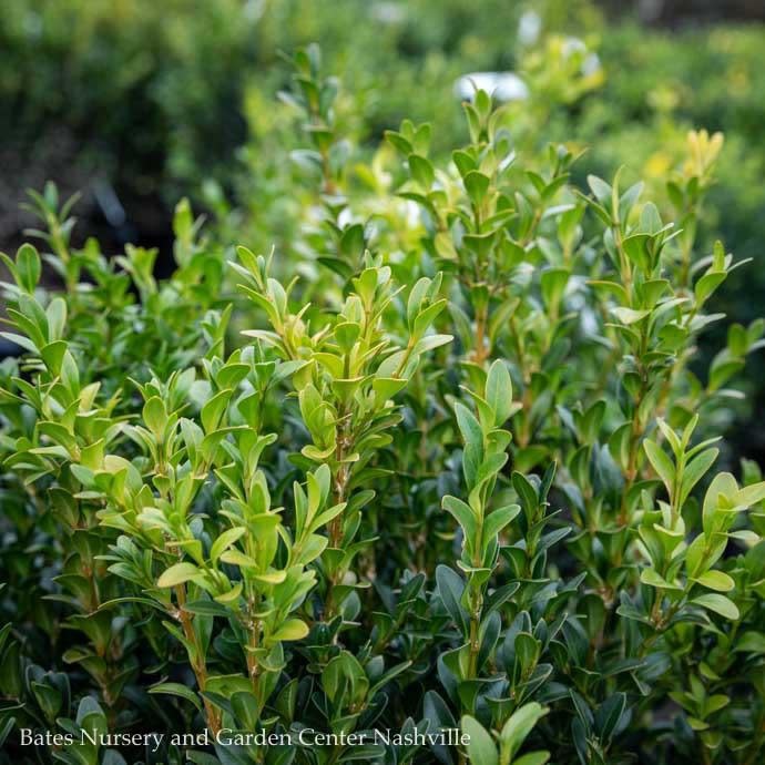 Topiary #10 24" GLOBE Buxus sempervirens/American Boxwood
