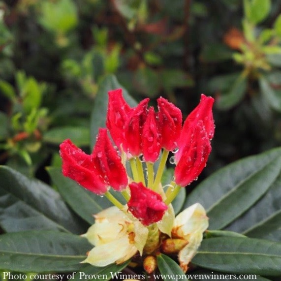 #2 Rhododendron x PW Dandy Man Color Wheel - No Warranty
