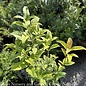 #3 Osmanthus f. aurantiacus/Fragrant  Tea Olive orange blooms - No Warranty