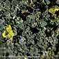 Topiary #5 CONE Buxus x Green Mountain/ Boxwood