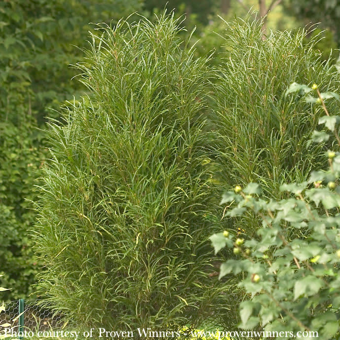 #5 Rhamnus frangula PW Fine Line/Fern Leaf Buckthorn