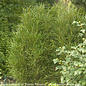 #2s Rhamnus frangula PW Fine Line/ Fern Leaf Buckthorn
