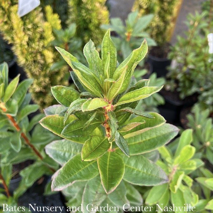 #3 Rhododendron periclymenoides/ Deciduous Pinxterbloom Azalea Native (TN)