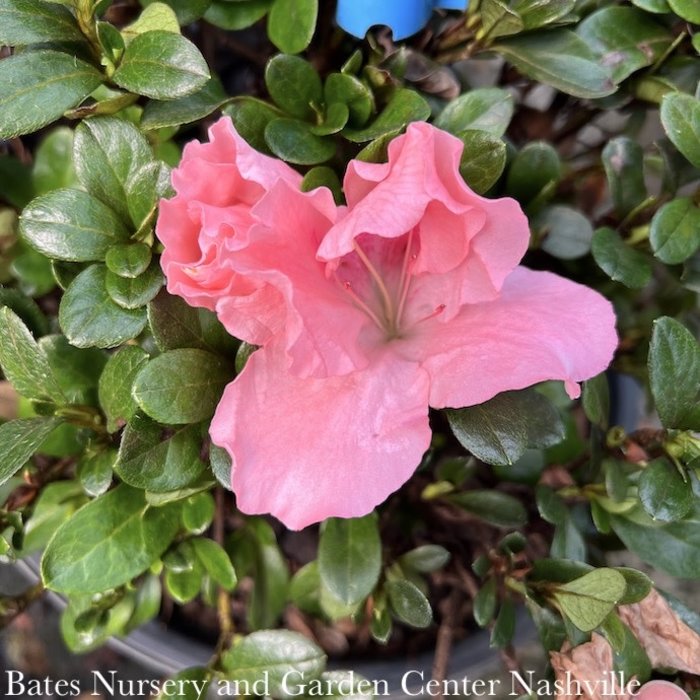 #3 Azalea x Watchet (Robin Hill hybrid)/ Dwarf Light Pink