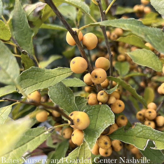 Ilex - Winterberry Holly - Per Stem — Gardens of The Blue Ridge