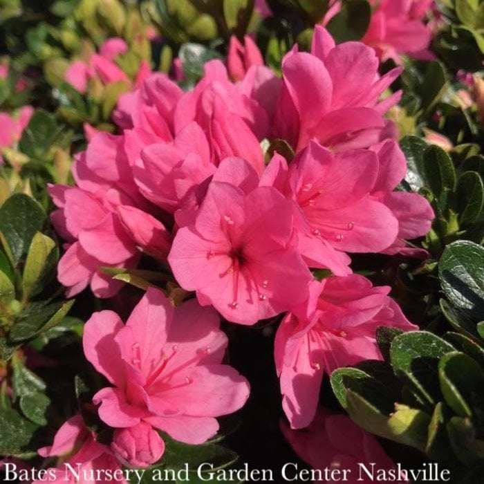 #3 Azalea x Coral Bells (Kurume cultivar)/Pink