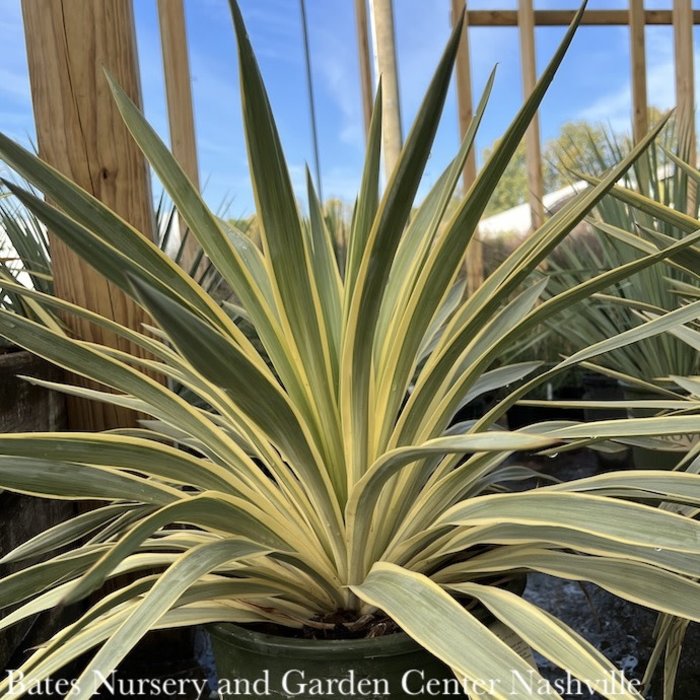 Yucca Bates Nursery & Garden Center