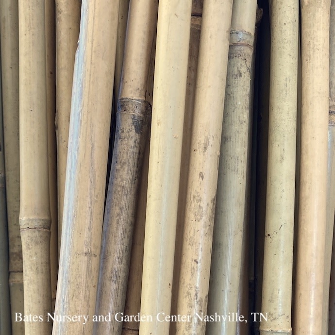 8' Bamboo Stake - Natural /Plant Stake