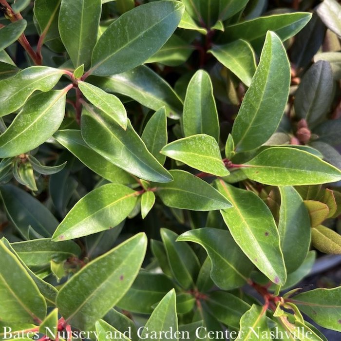 #3 Kalmia latifolia AB Sarah/ Mountain Laurel Native (TN) - No Warranty
