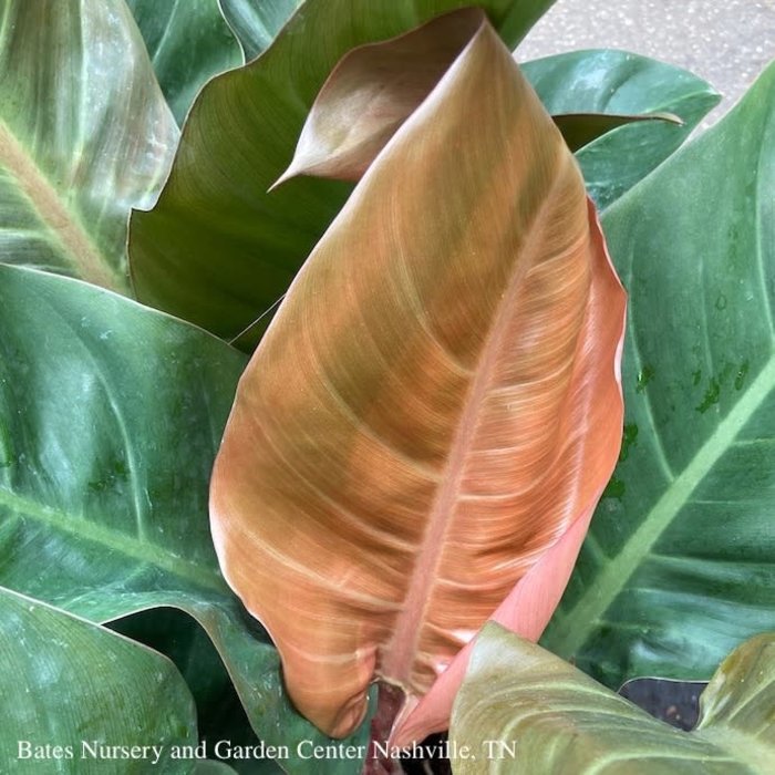 5.5p! Philodendron Imperial Red /Tropical