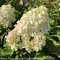 #7 Hydrangea pan PW Quick Fire FAB/ Panicle White to Pink