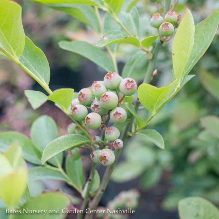 Edible #1 Vaccinium ashei Woodard/Rabbiteye Blueberry Native (TN)