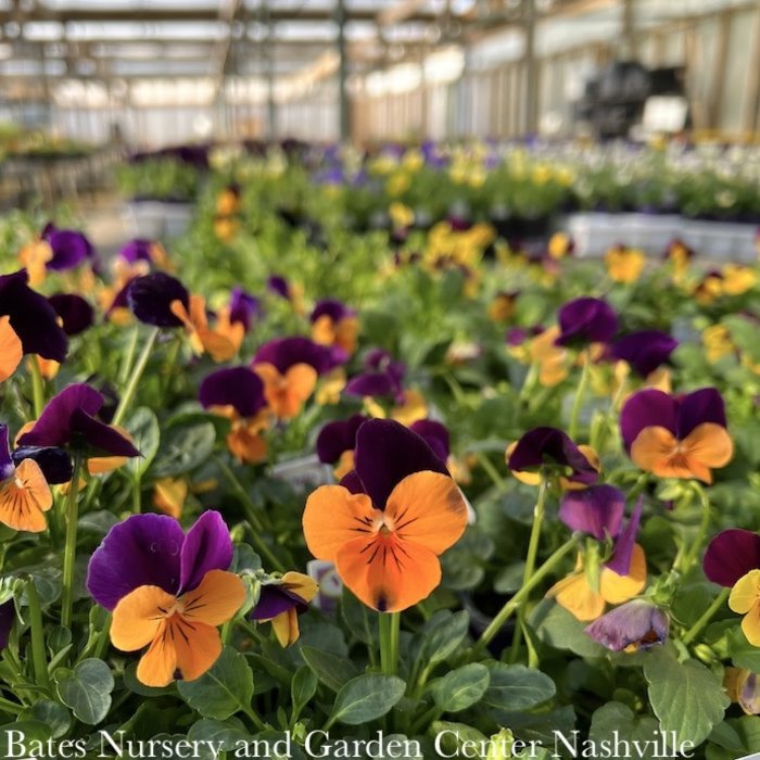 Pansies & Violas - New stock should start arriving in March