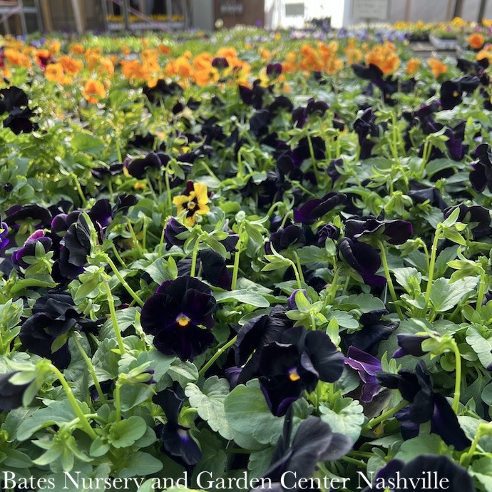 Pansies & Violas - Please come in to check supply