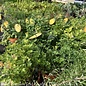 Fall Herbs - Come in or call for our Herb inventory
