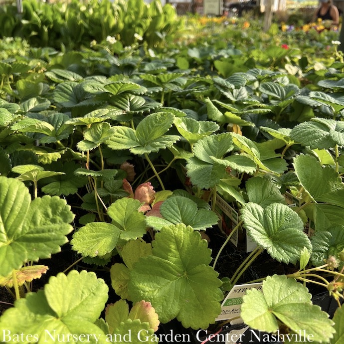 Strawberries - Please come in to check supply