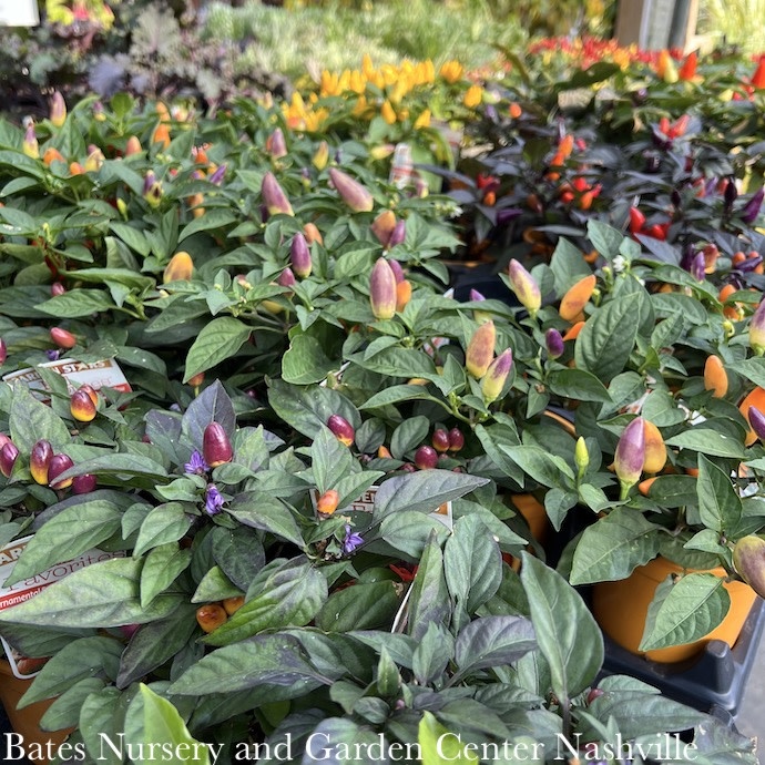Ornamental Peppers - Please come in to check supply