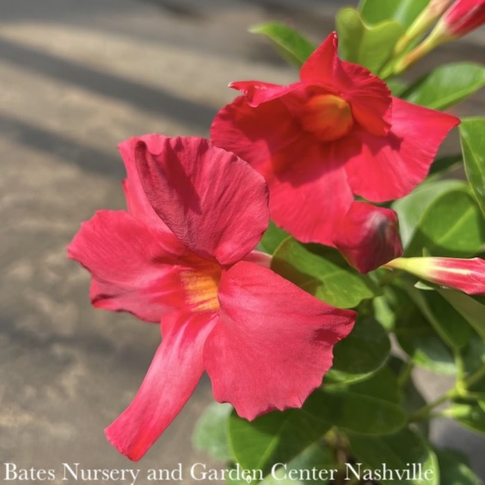 Tropical QP Mandevilla 'Madinia Coral Pink'/Compact