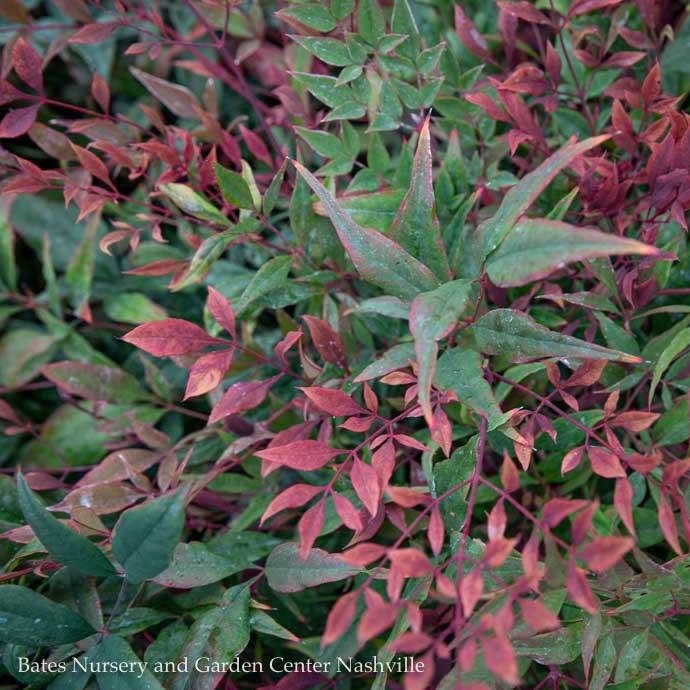 2 Nandina dom Tuscan Flame/ Heavenly Bamboo Bates Nursery & Garden