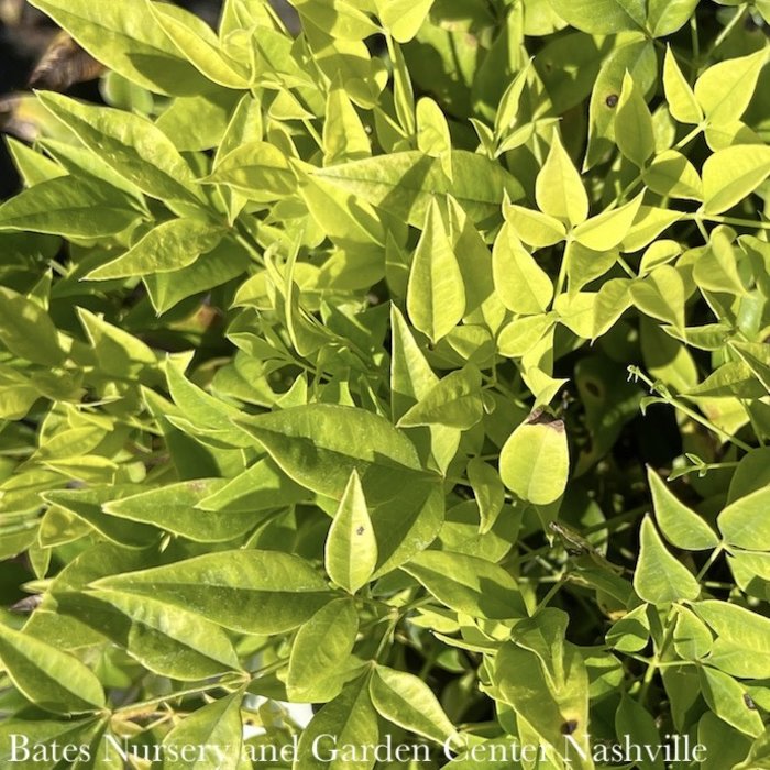 #2 Nandina dom FE Cool Glow Lime/ Heavenly Bamboo