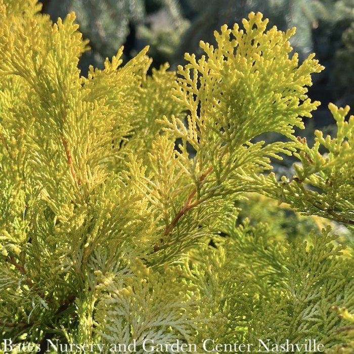 #2 Chamaecyparis obt Crippsii/ Golden Hinoki Falsecypress