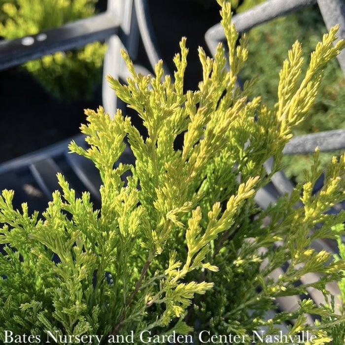 #1 Juniperus horiz Limeglow/ Creeping Juniper