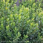 #2 Buxus micro SL Baby Jade/ Dwarf Boxwood